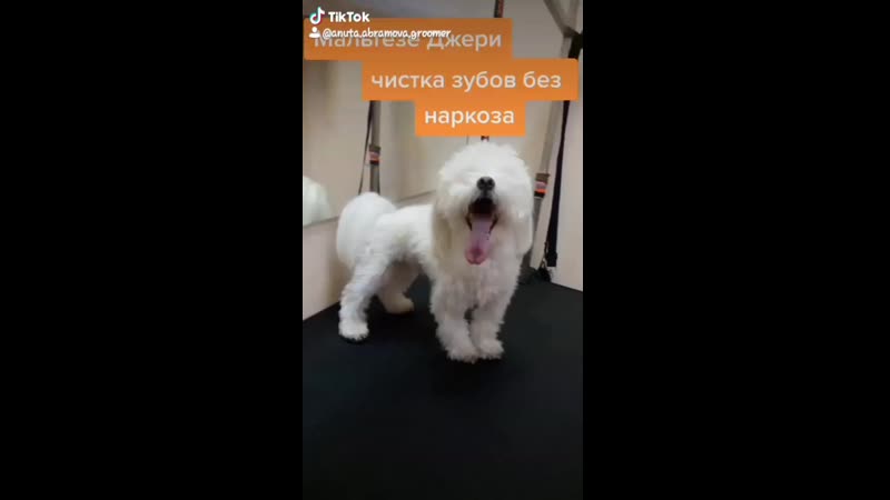 🐾Чистка зубов мальтезе Джери🐾