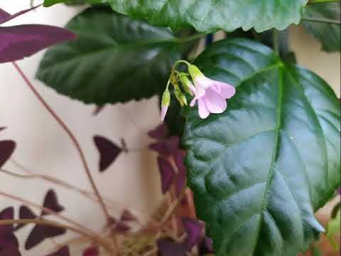 балконное чудо кислица (оксалис)