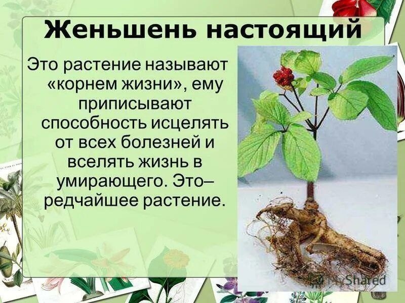 Проект красная книга женьшень