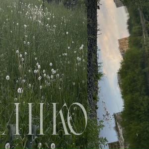 Одуванчики