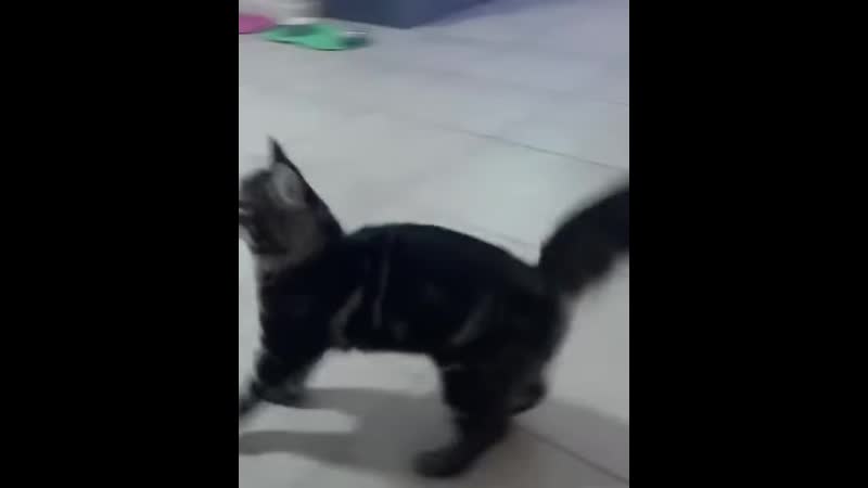 ужин котеек